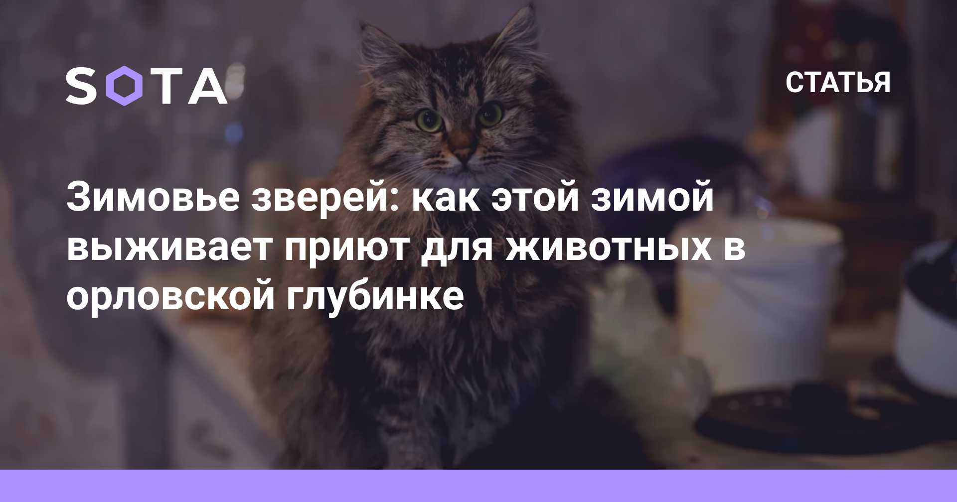 Зимовье зверей: как этой зимой выживает приют для животных в орловской  глубинке — SOTA